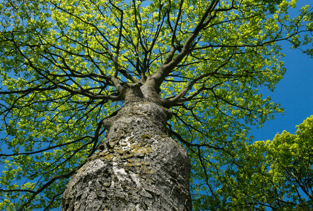 Duurzame foto van een boom.