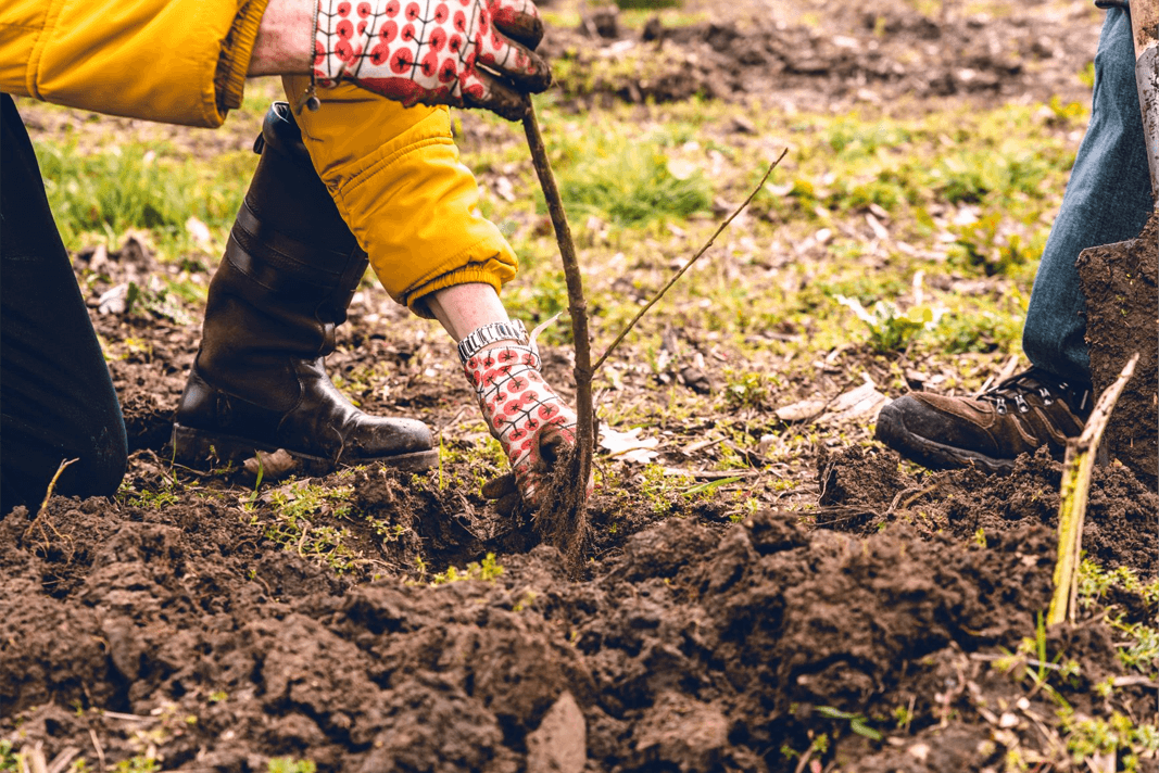 Ingezoomde foto van hoe een boom wordt geplant.