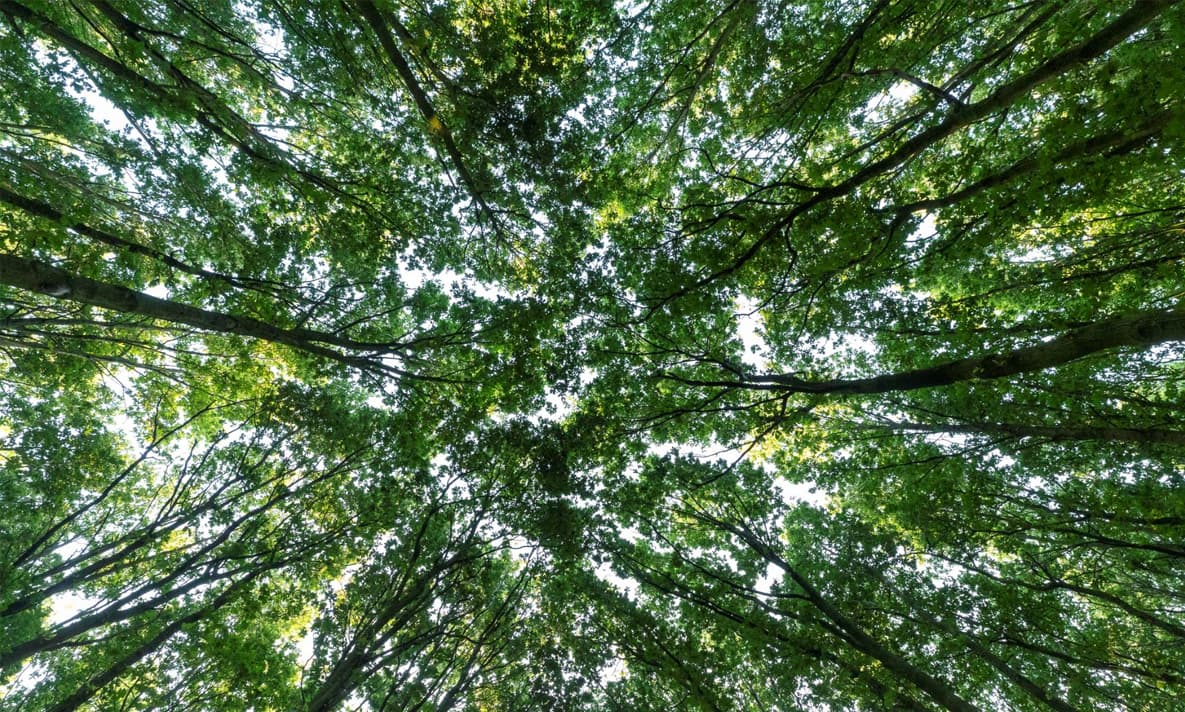Een foto van onder de bomen naar boven toe.